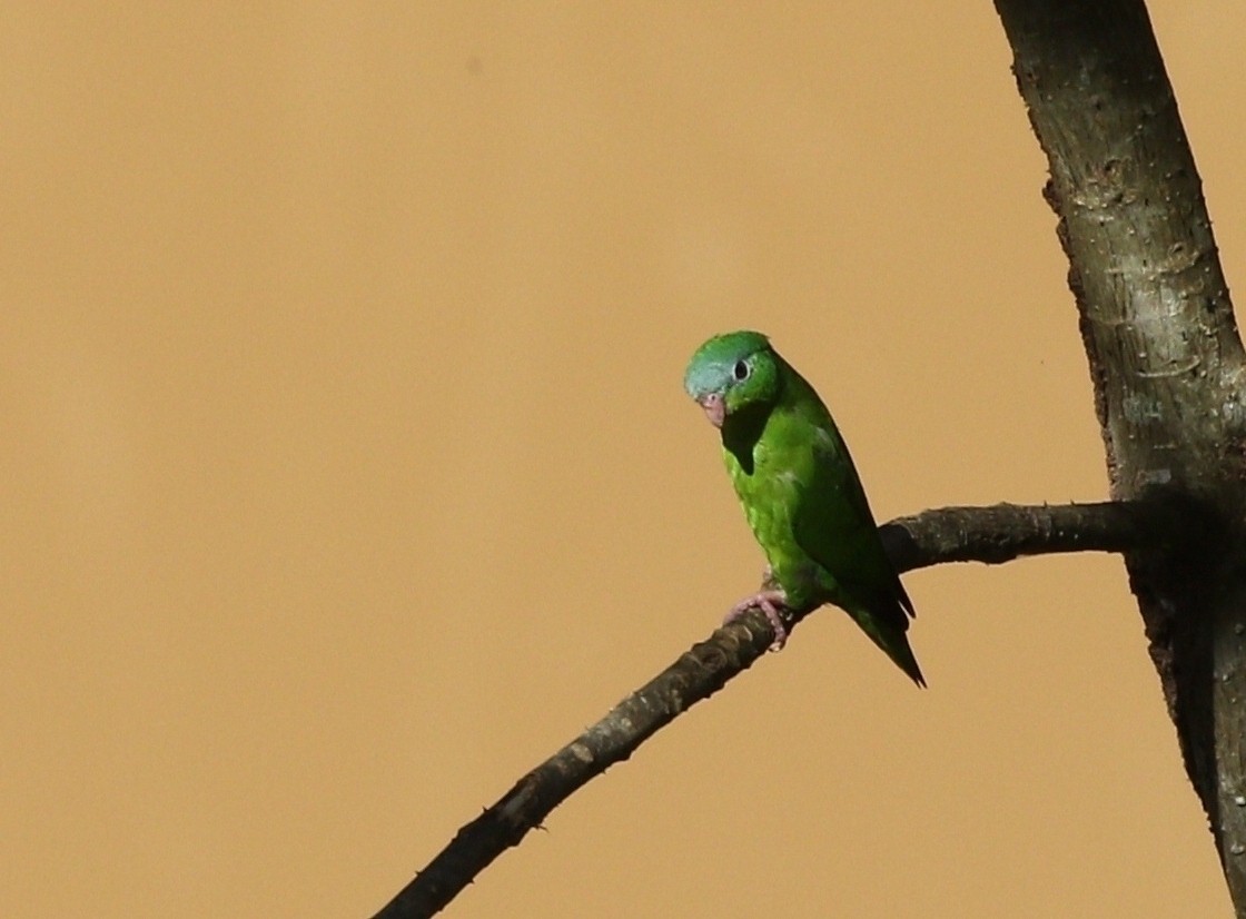 Перуанский попугай-крошка - ML609452412
