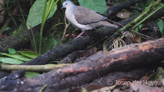 Gray-headed Dove (Gray-headed) - ML609452489