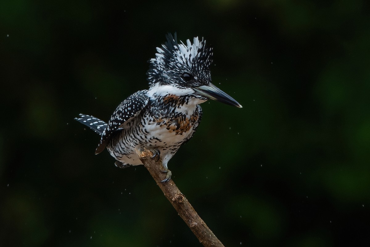 Crested Kingfisher - Ngoc Sam Thuong Dang