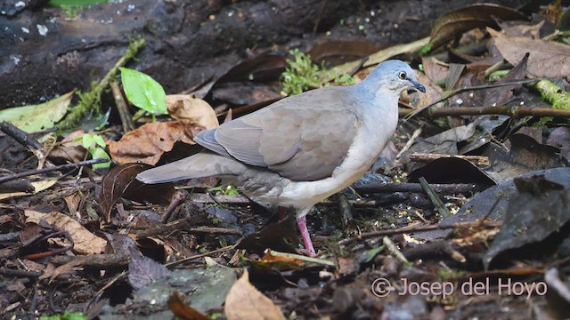 holub šedohlavý (ssp. plumbeiceps/notia) - ML609452588