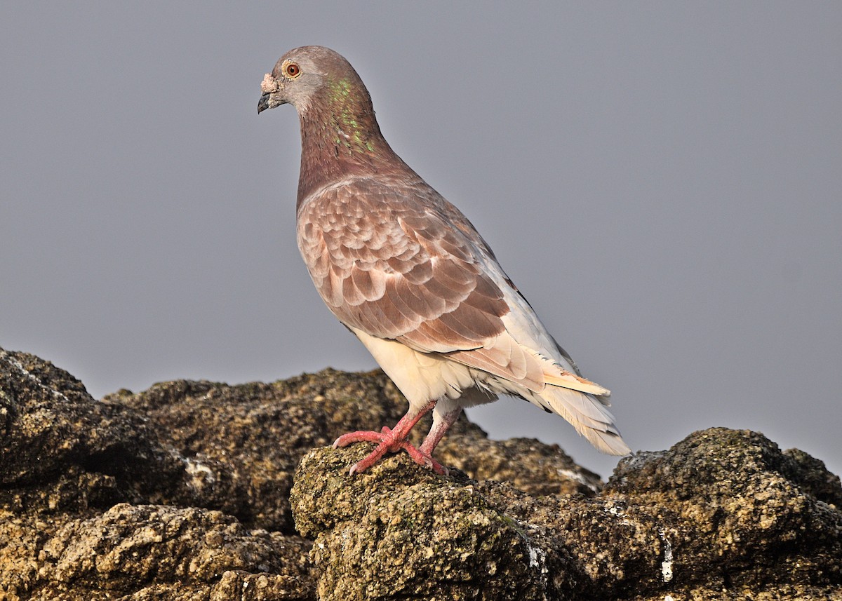 Rock Pigeon (Feral Pigeon) - ML609452625