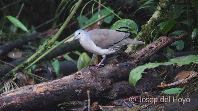 holub šedohlavý (ssp. plumbeiceps/notia) - ML609452719