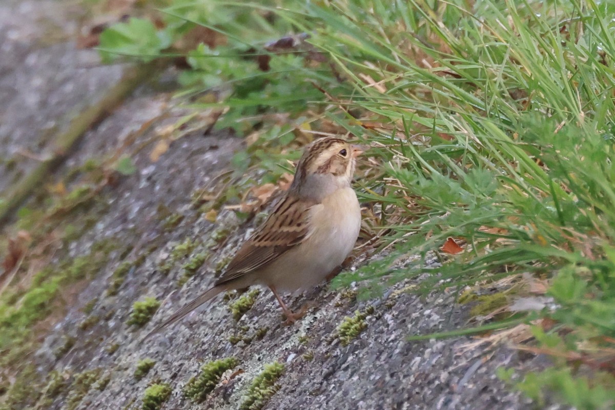 Clay-colored Sparrow - ML609452789