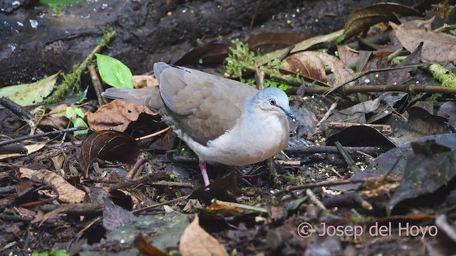 Gray-headed Dove (Gray-headed) - ML609452799