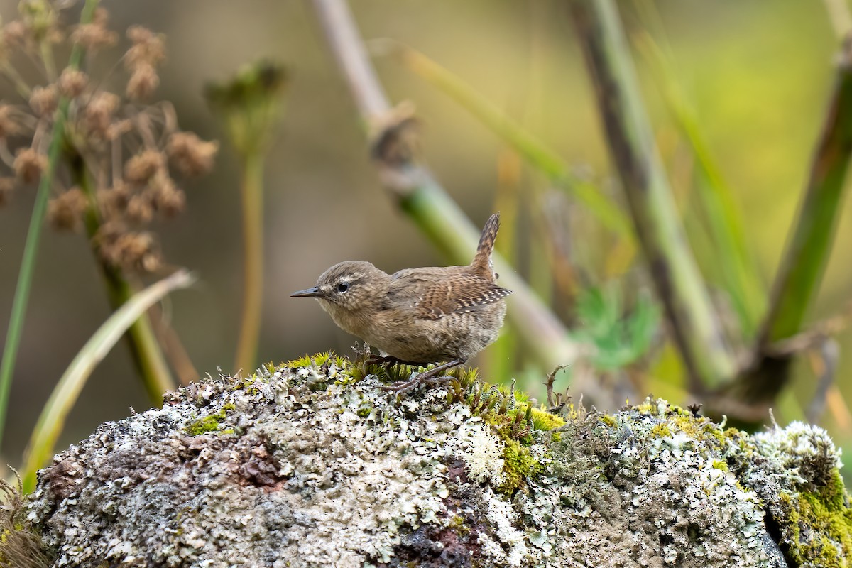 Pacific Wren (alascensis Group) - ML609452830