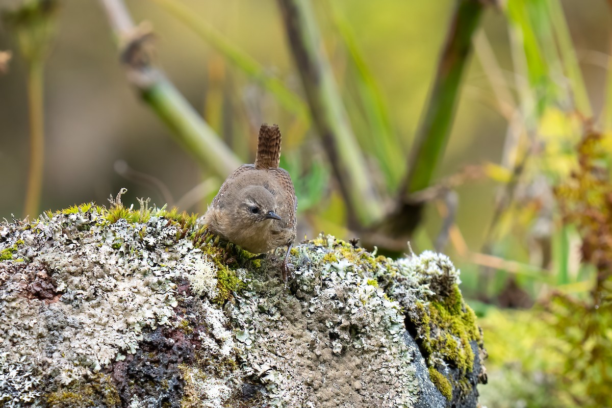 Pacific Wren (alascensis Group) - ML609452831