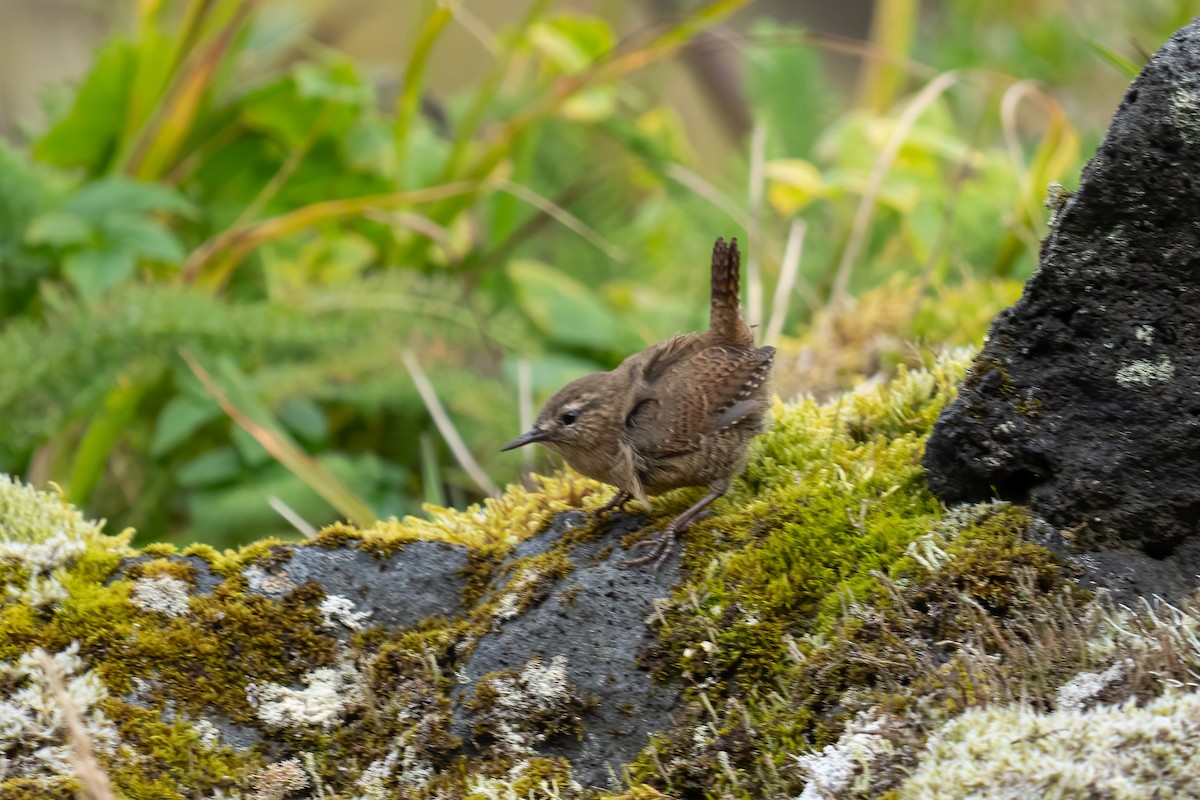 Pacific Wren (alascensis Group) - ML609452832