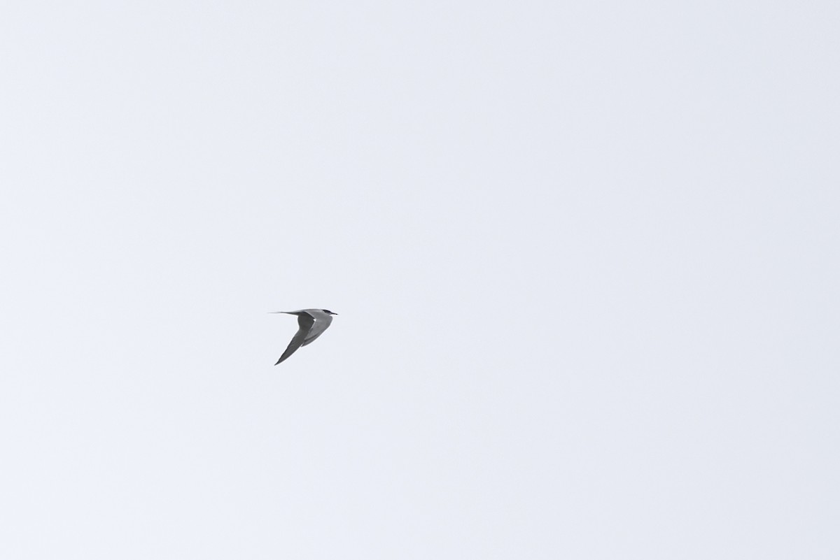 Common Tern (hirundo/tibetana) - ML609453179