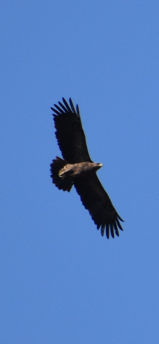 Lesser Spotted Eagle - ML609453228