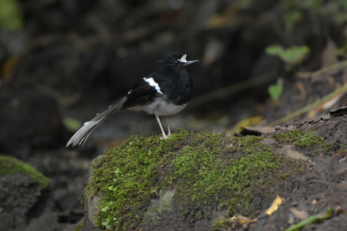 White-crowned Forktail - ML609453425