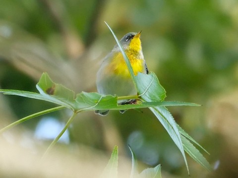 Northern Parula - Roger Horn