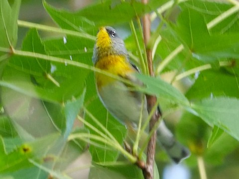 Northern Parula - Roger Horn