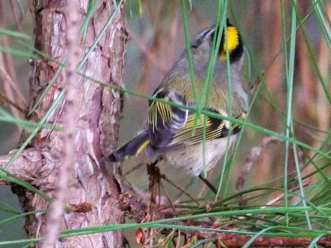Golden-crowned Kinglet - Roger Horn