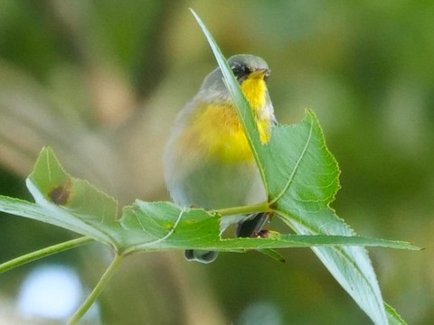 Northern Parula - Roger Horn
