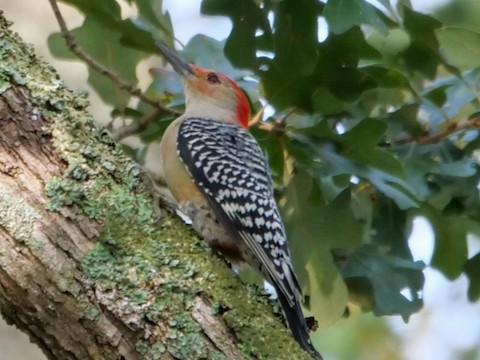 Red-bellied Woodpecker - Roger Horn