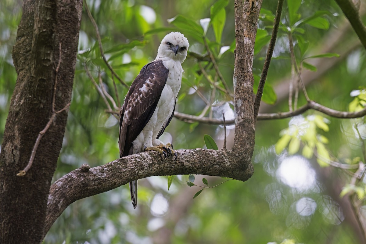 Sulawesi Hawk-Eagle - ML609453954