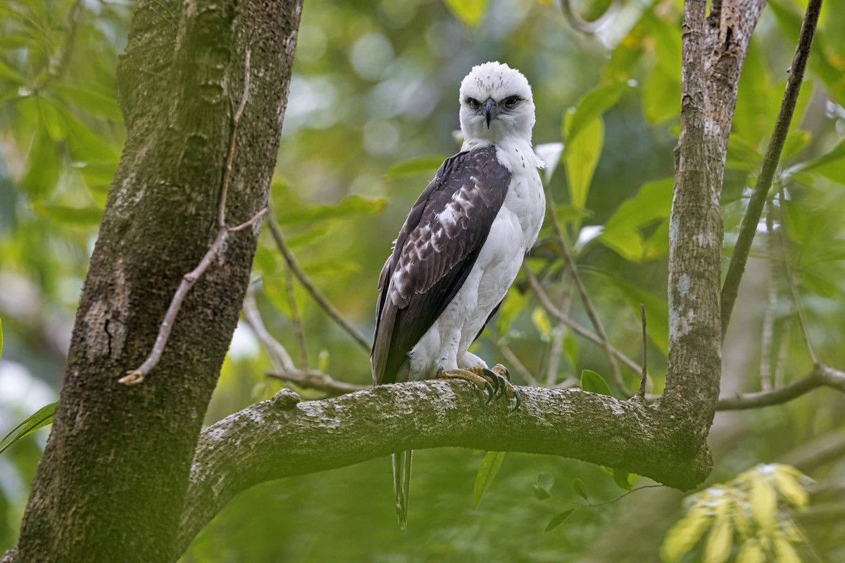 Sulawesi Hawk-Eagle - ML609453957