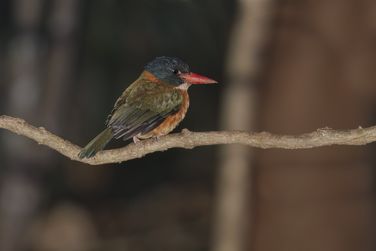 Green-backed Kingfisher (Black-headed) - ML609454057