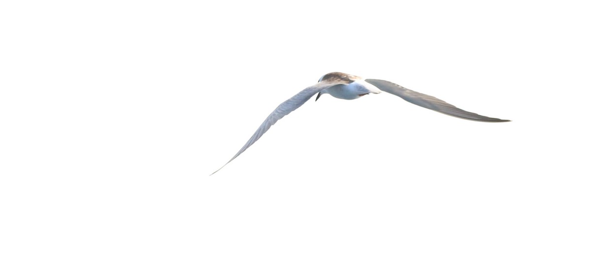 White-winged Tern - ML609454391