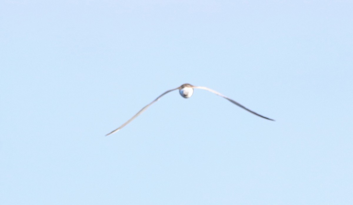 White-winged Tern - ML609454392