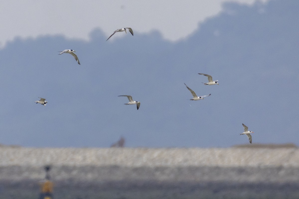 Lesser Crested Tern - Daryl Yeo