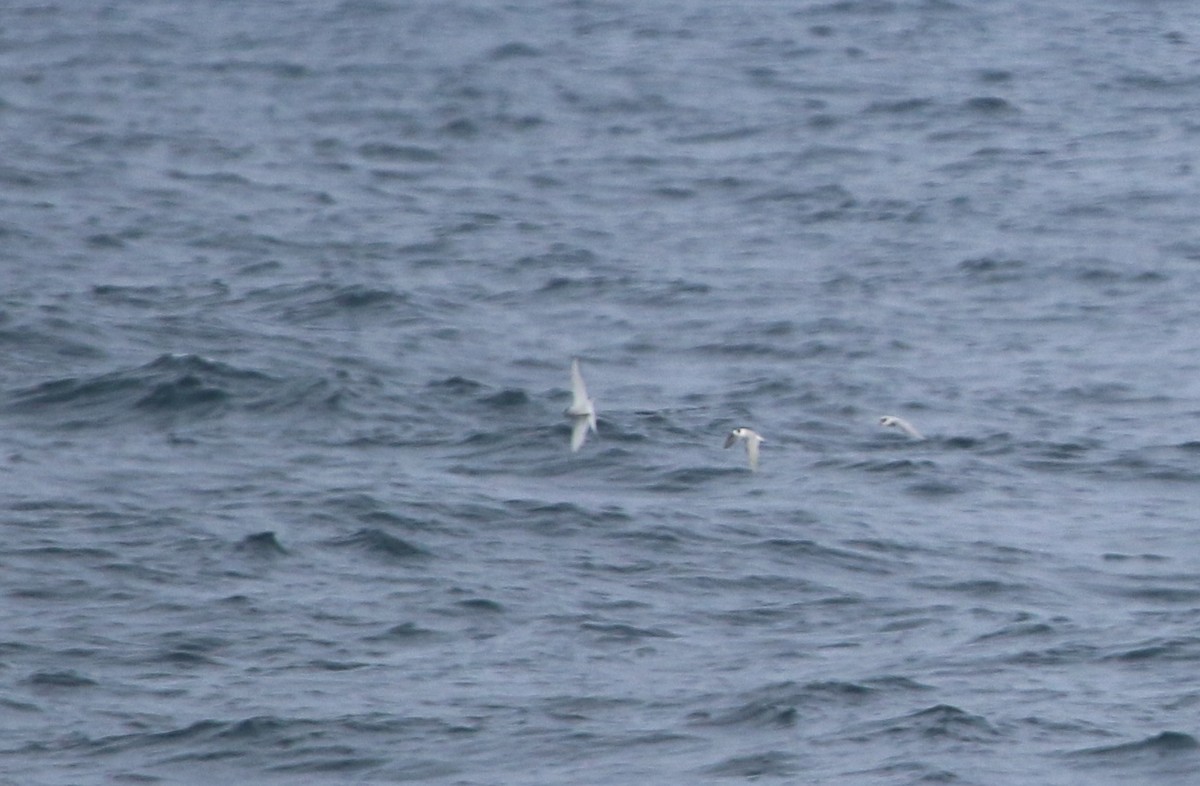 Arctic Tern - ML60945461