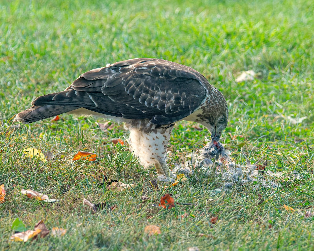 Red-tailed Hawk - ML609455154