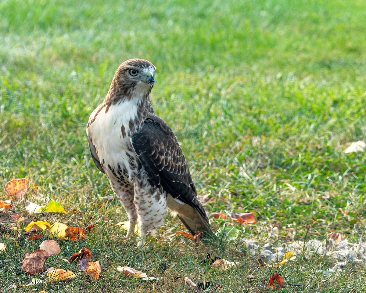 Red-tailed Hawk - ML609455160