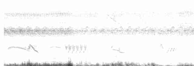White-eared Puffbird - ML609455425