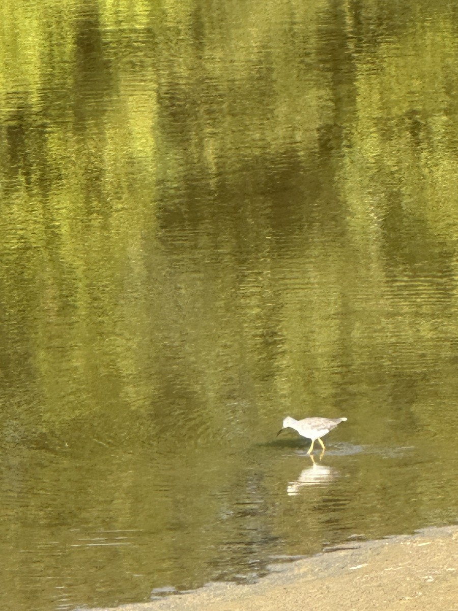 ebird-checklist-1-oct-2023-gibson-generating-station-42-species