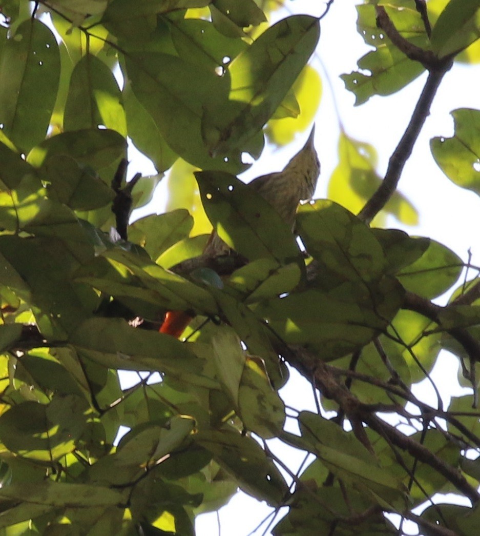 Rufous-tailed Foliage-gleaner - ML609455669