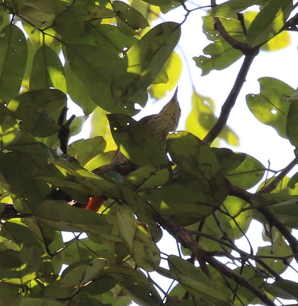 Rufous-tailed Foliage-gleaner - ML609455680