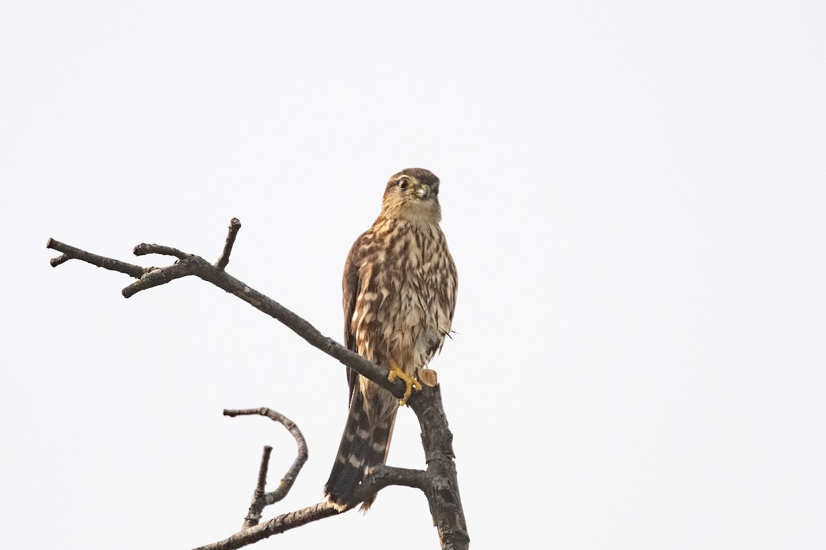Merlin - ML609455743