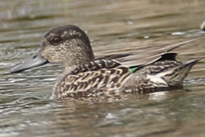 Green-winged Teal - ML609455923