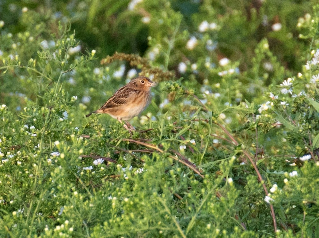 Grasshopper Sparrow - ML609455972