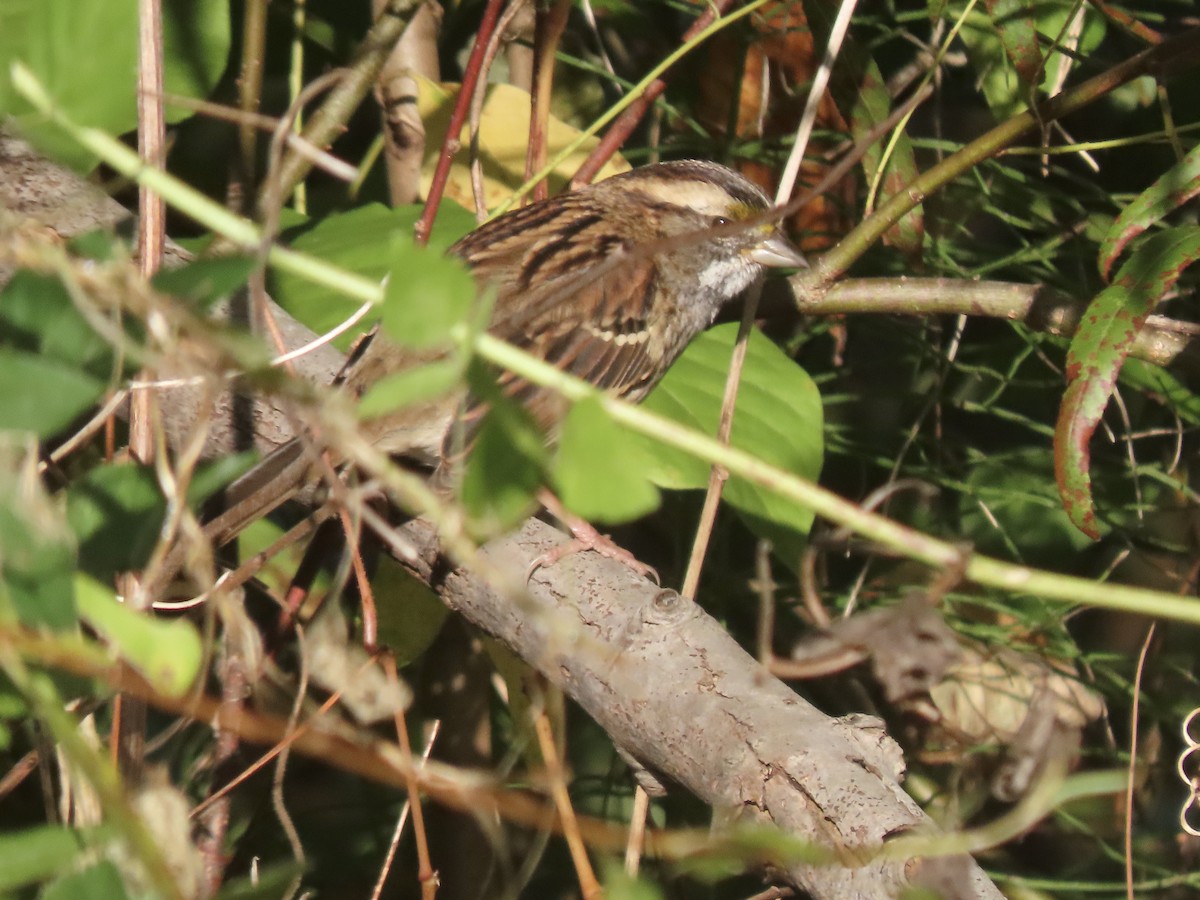 White-throated Sparrow - ML609455975