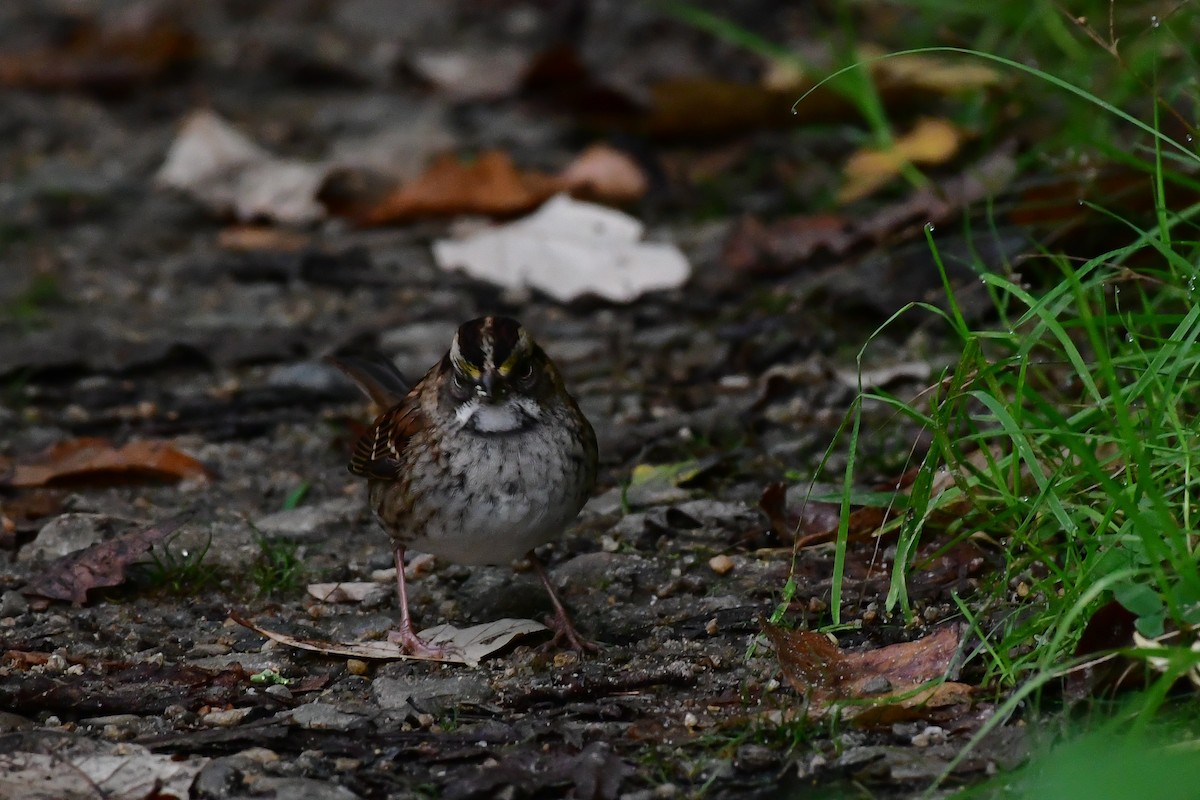 White-throated Sparrow - ML609455977