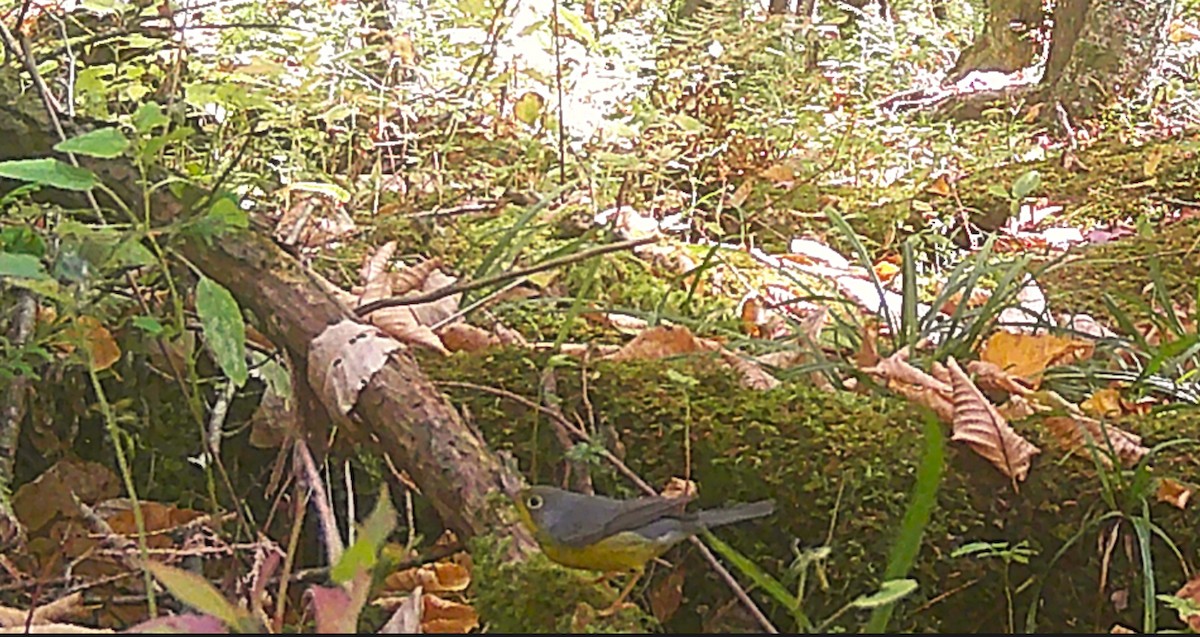 Canada Warbler - ML609455981