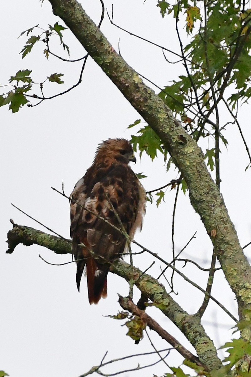 Red-tailed Hawk - ML609456018