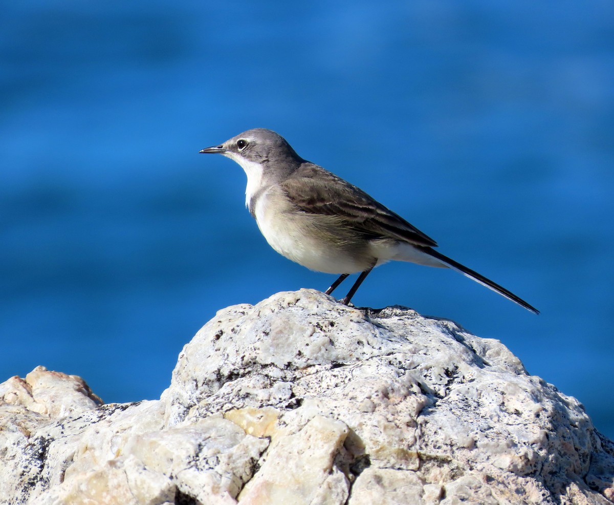 Cape Wagtail - Amy Evenstad