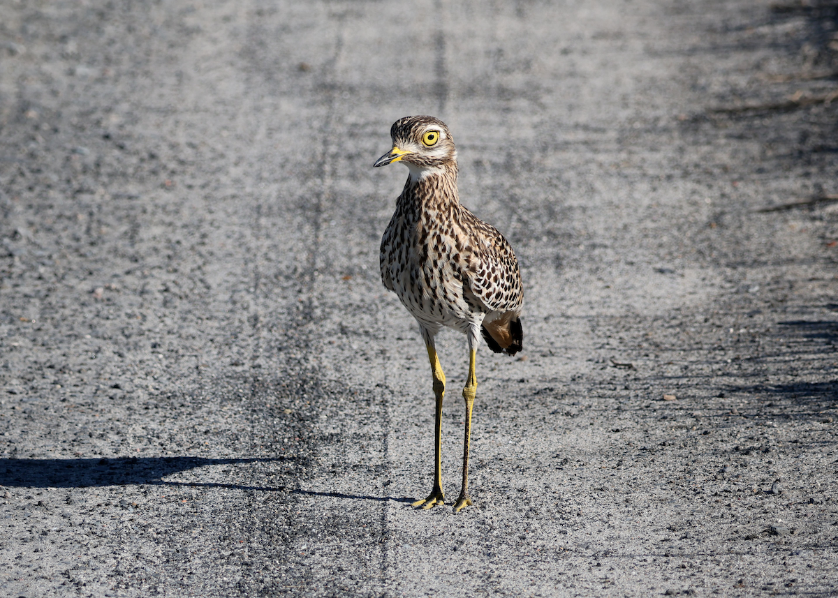 Spotted Thick-knee - ML609456069