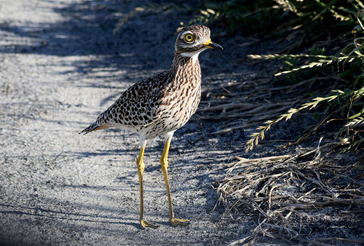 Spotted Thick-knee - ML609456077