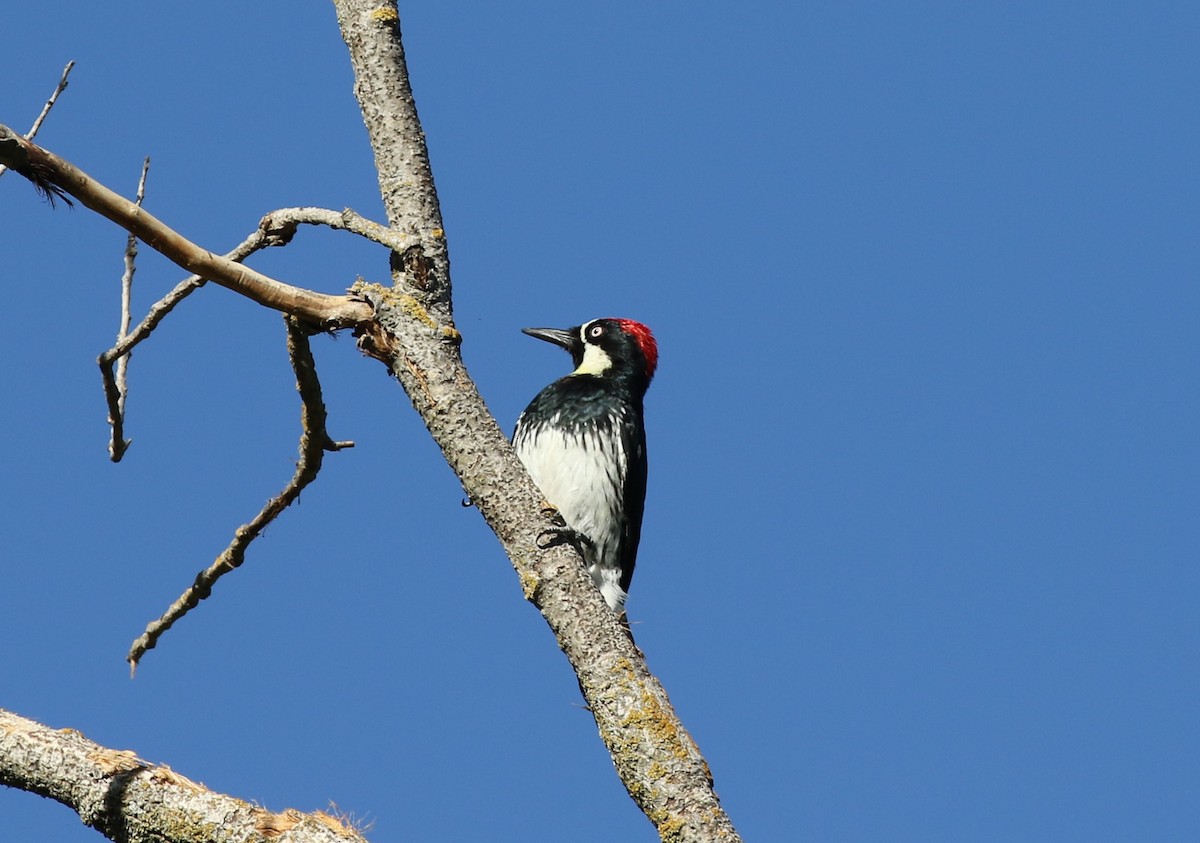 Acorn Woodpecker - ML609456513