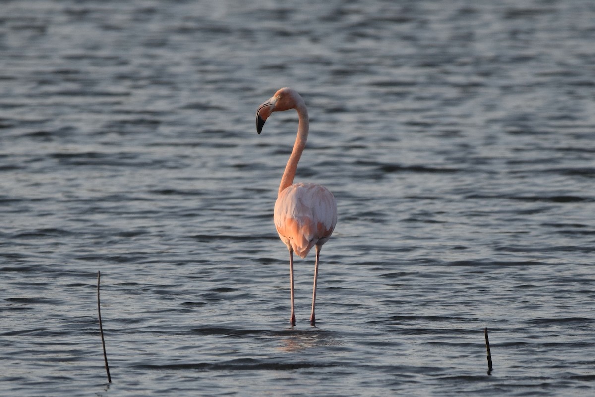 Amerika Flamingosu - ML609457411