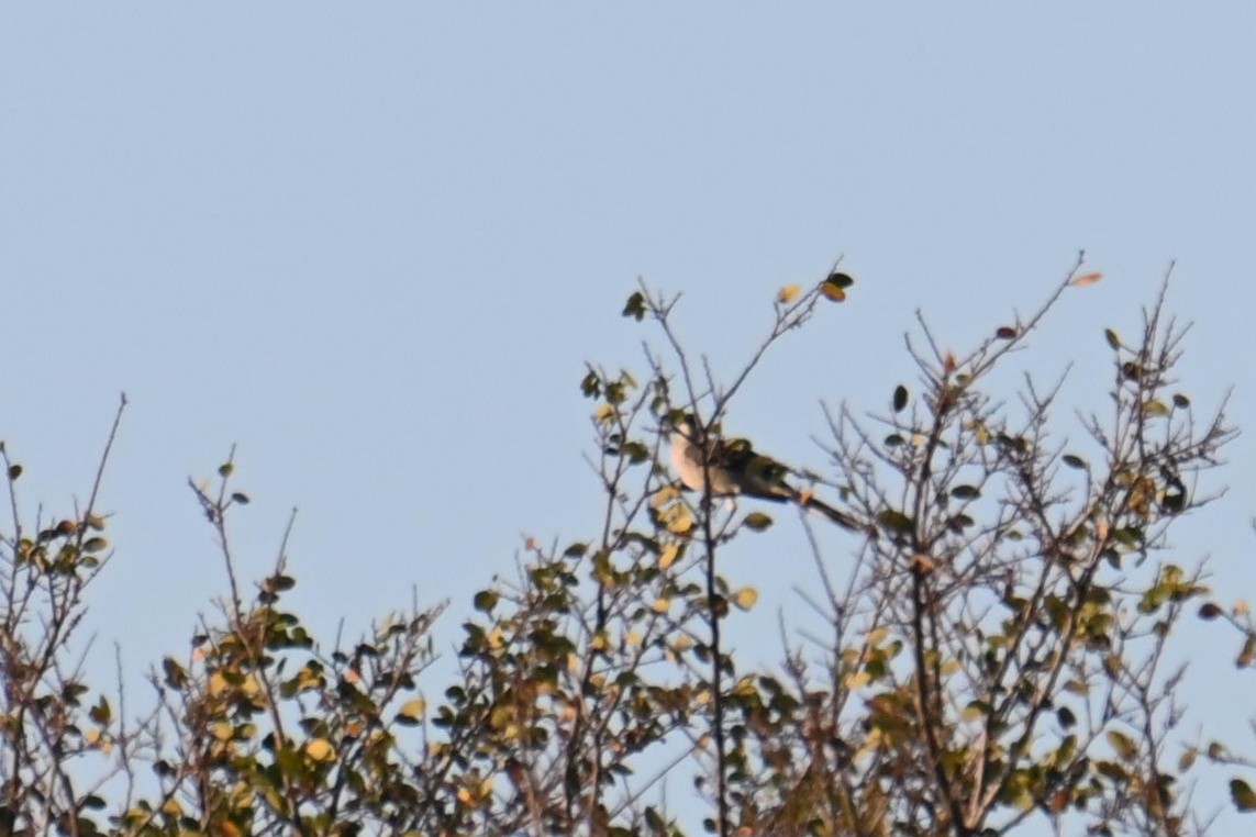 Scissor-tailed Flycatcher - Ashok Kolluru