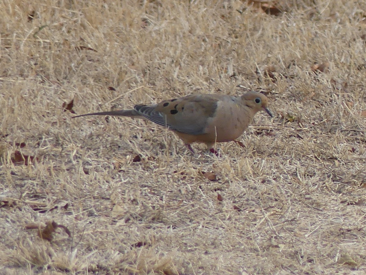 Mourning Dove - ML609458903