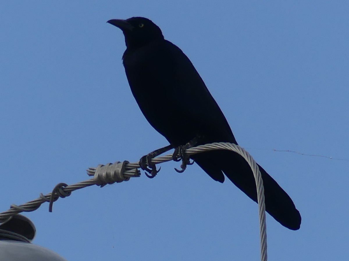 Great-tailed Grackle - ML609458943