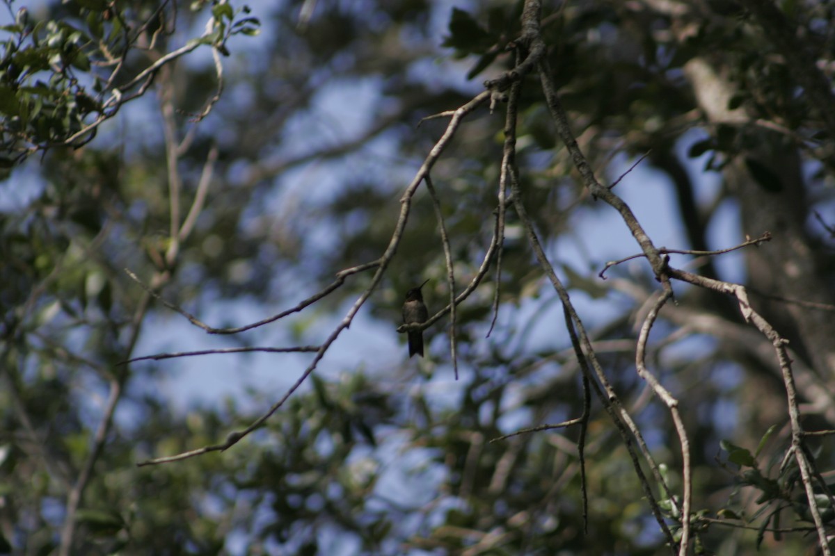 Ruby-throated Hummingbird - ML609459035