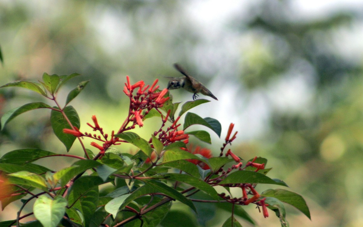 Rufous Hummingbird - ML609459091
