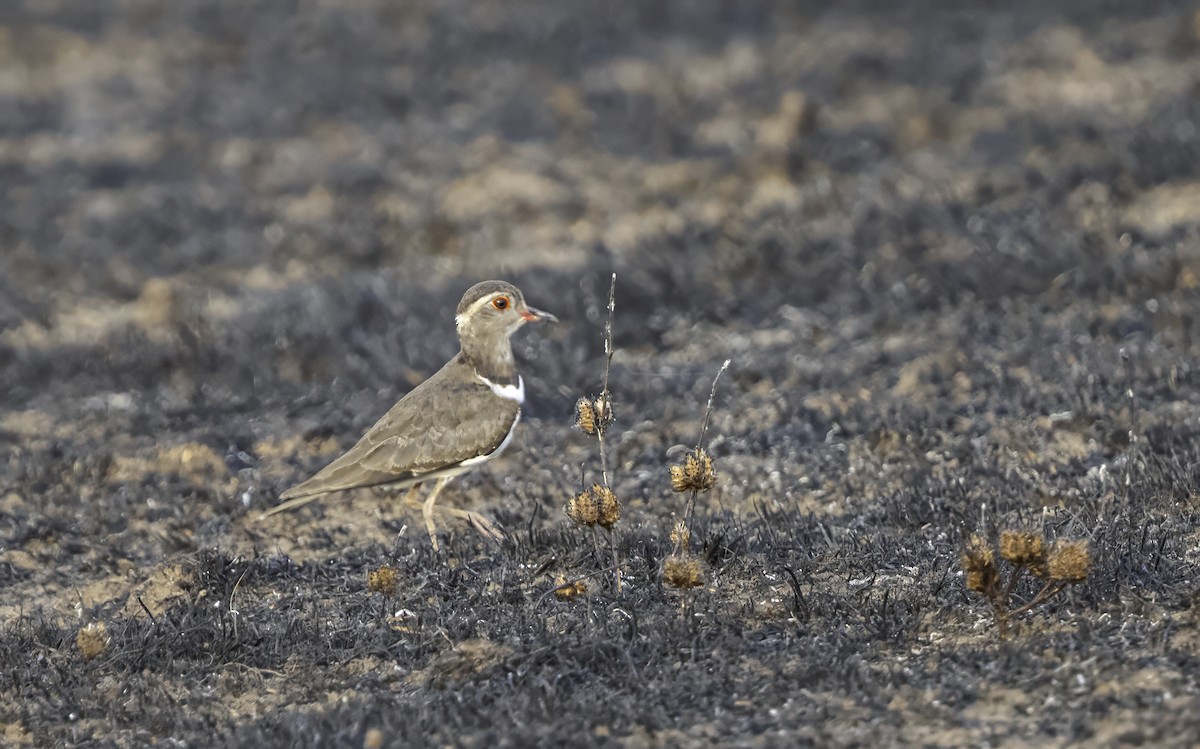 Forbes's Plover - ML609459107